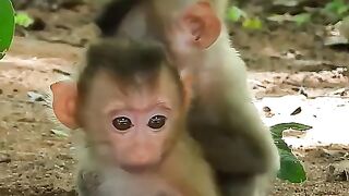 Sony baby brought Sonit out to find food, my sister also bought fruit for them to eat