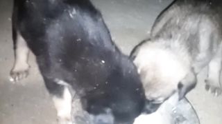 puppies are eating