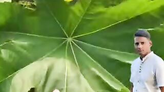 अरण्डी/castor/एरंड की पत्तियों के फायदे और नुकसान | castor leaf benefits