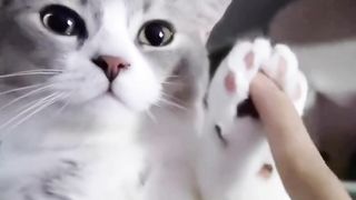 Funny ???? cat