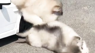 Funny ride 2