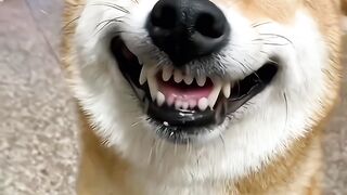 Dog dancing 4