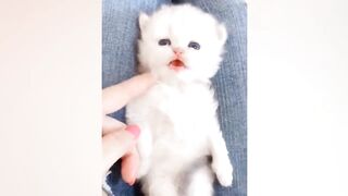 You Laugh You Lose ???? Funniest Cats and Dogs