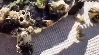 Help turtle