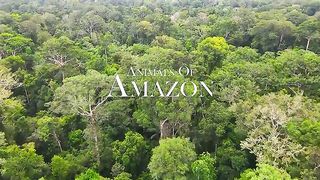 Animals of Amazon