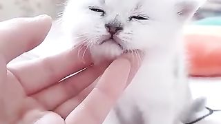 Amazing Baby Cat Video