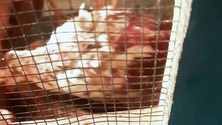 Chicken eat 2