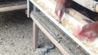 Chicken breakfast