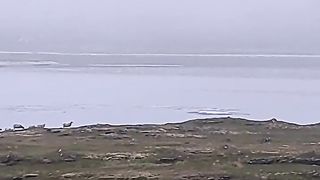 ???? Funny | "Whatever It Is They Said, the Sheep Got Scared... And Thanks for All the Fish?" - | FunFM