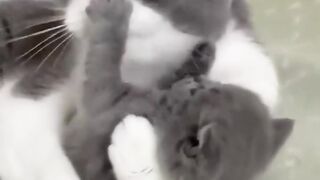 Beautiful cats 7