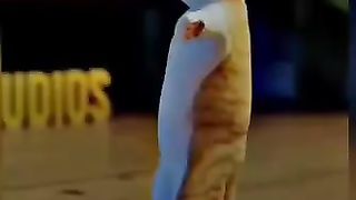 Dancing cat,funny
