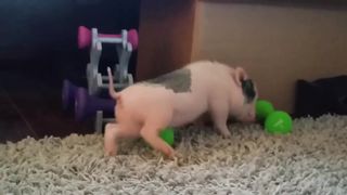 Funniest Farm Animals Try Not To Laugh Challenge