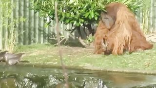 Who’s strongest FUNNIEST Animals Of The Week