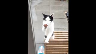 Funniest Cats and Dogs Videos Hilarious Animal Compilation