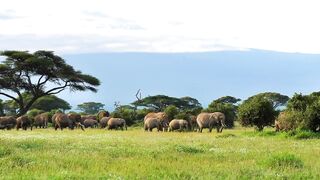 AFRICA WILD LIFE