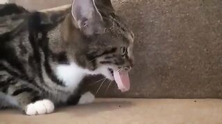 Cat with toy fitted in mouth