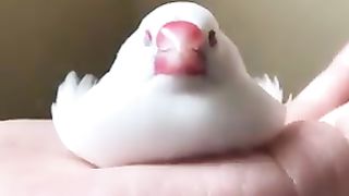 Bird like a toy