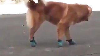 The dog who wore shoes for the first time