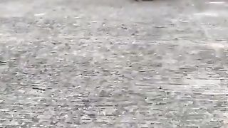 Dogs chasing after you