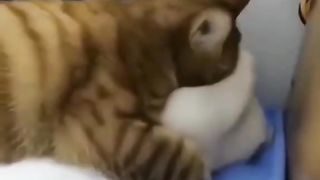 TH E CAT LOVER