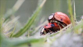 ladybug below