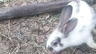 Animal loverd 2