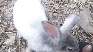 Animal lovers 602