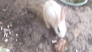 Animal lovers 603