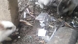Animal lovers 604