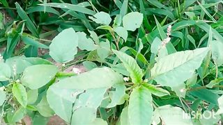 Greens