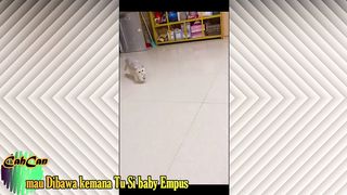 funny animal 24