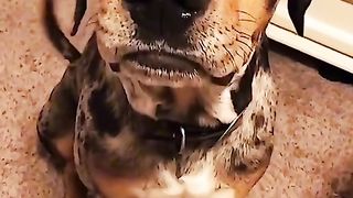 funny TikTok voiceovers part 1