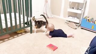 Best video of Cute Babies and Pets - Funny Baby and