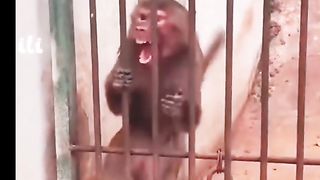 Pets funny momment