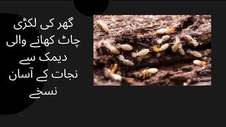 Termites kills in wood | Tips and Hacks | How to get rid of termites in wood