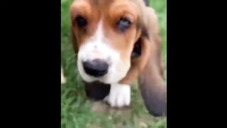 Funny & Cute Basset Hound Video Compilation