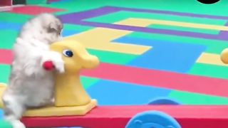 Cute baby animals puppies Videos Compilation Tik Tok ????