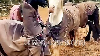 #world#best#horses#form#of#world