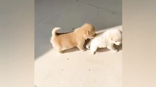 2 HOURS OF FUNNIEST CATS AND DOGS????????