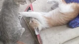 Animal lovers 606