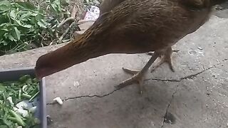 Animal lovers 607