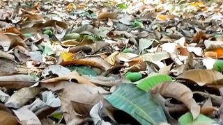 Nature Only | Beautiful Scenery | Relaxing Meditation | Natural View | Febspot Video
