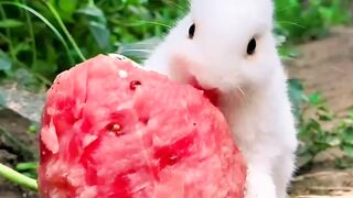 Beautiful rabbit video 2