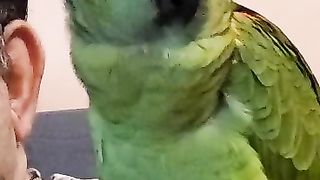 AMAZON PARROT