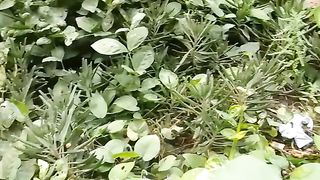 Natural Beauty 9