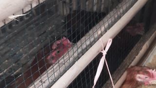 Village chicken daily routine