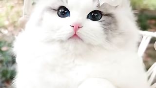 Funny video cat 33