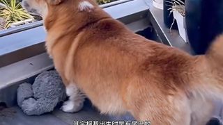 Why cut off Koki's tail?