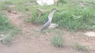 Beautiful Cute Bird Video