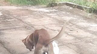 Dog Cat Funny Viral Video
